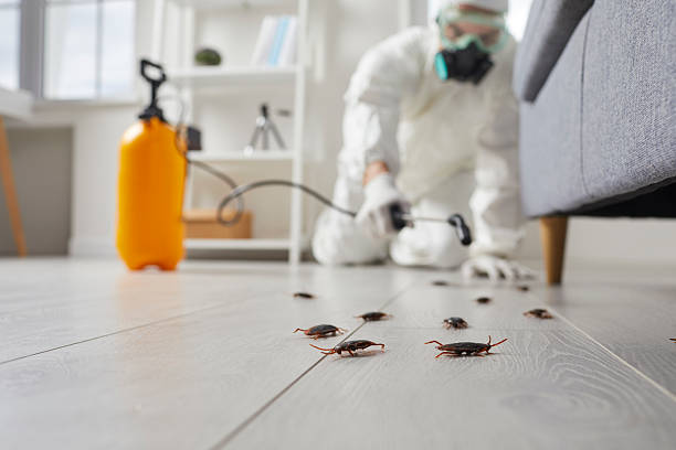 Commercial Kitchen Cockroach Control in Clear Lake Shores